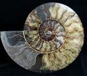 Stunning Wide Agatized Ammonite Pair #14915-2